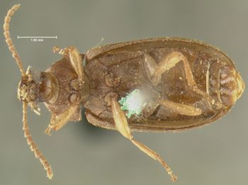 Media type: image;   Entomology 4729 Aspect: habitus ventral view